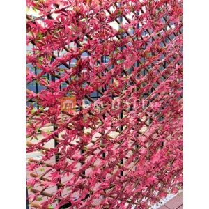 Декоративна ограда Хармоника ЛУКС  - Японски клен, ЧЕРВЕН, 85%, 2х1 метра